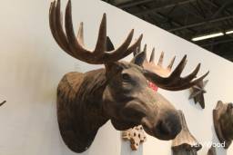 Trophy moose / Apercu n 2